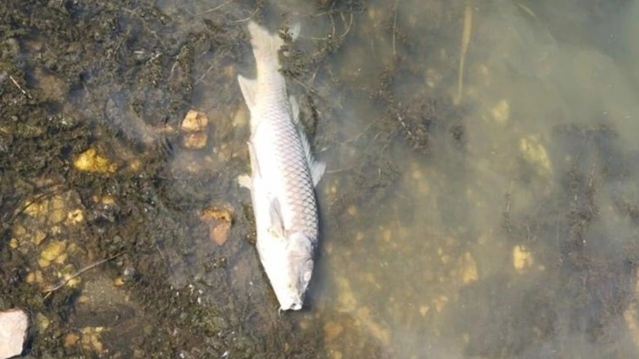 Bartın Irmağı’nda Toplu Balık Ölümleri Korkuttu3