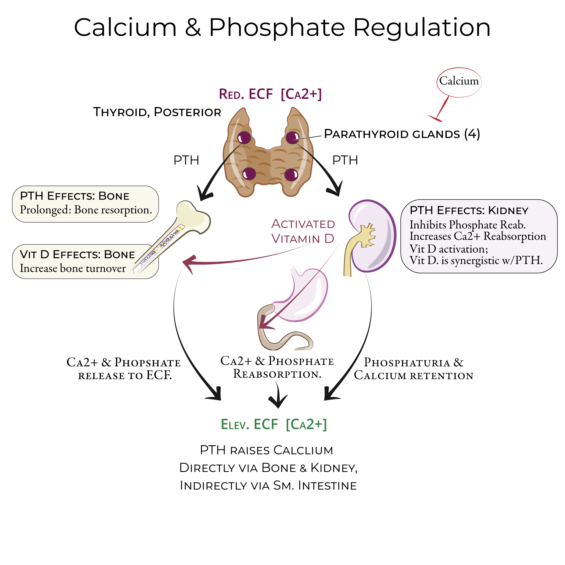 Calcium Homeostasis Parathyroid Hormone 3399