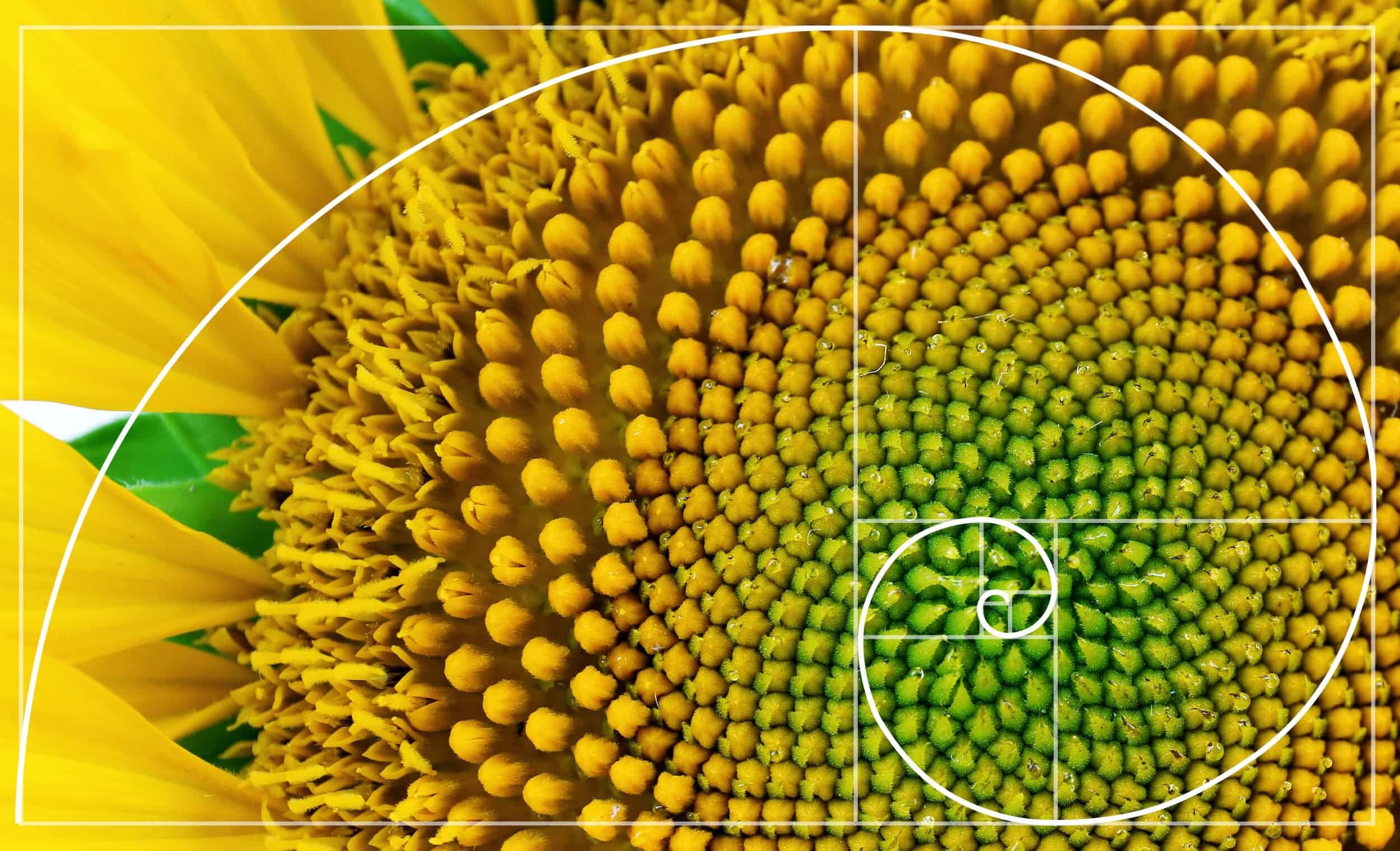 Fibonacci Spiral Nature Sunflower