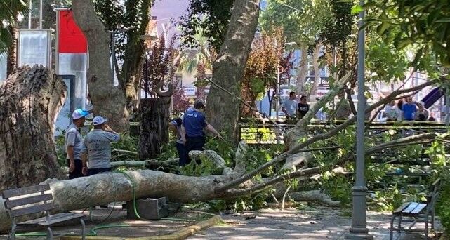 Gölcük’te Çınar Ağacından Düşen Dal Can Aldı!