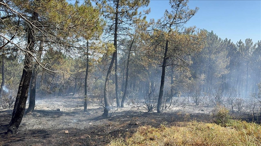 İstanbul Aydos Ormanı'nda Yangın Paniği!