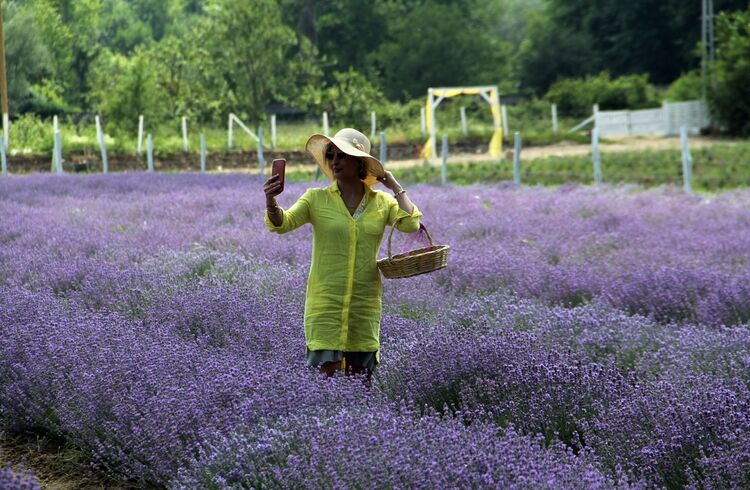 Kadın Girişimcilerin Lavanta Bahçeleri, Sinop’ta Turizmi Canlandırdı-1