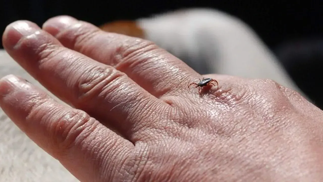 Kene Vakası Artıyor