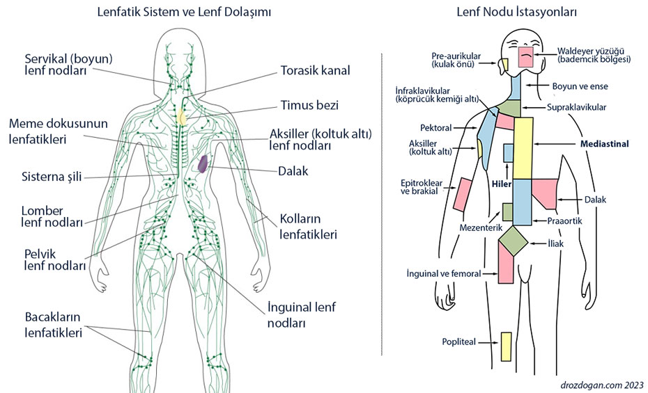 Lenfatik Sistem Nedir Lenf Nodlarinin Dagilimi Ve Anatomisi Istasyonlari 297672