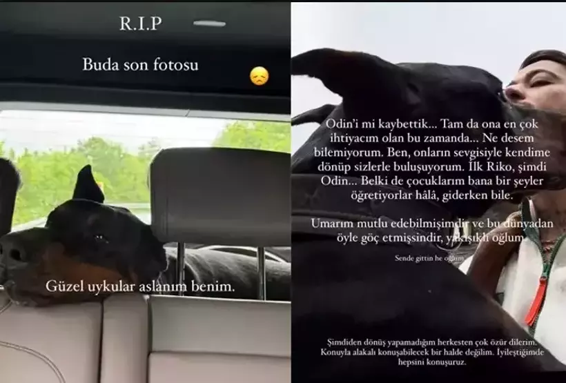 Mahmut Orhan Köpek 2