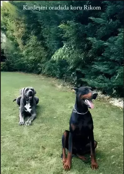 Mahmut Orhan Köpek 3