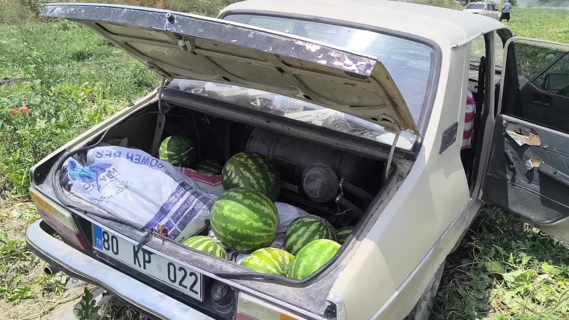 Osmaniyede Bir Ciftci Satamadigi 50 Donum Karpuz Tarlasini Halka Acti