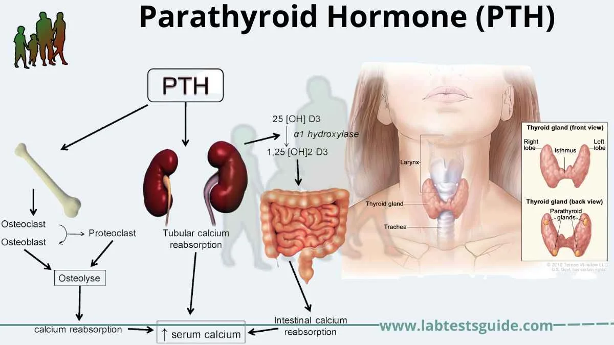 Parathyroid Hormone P T H