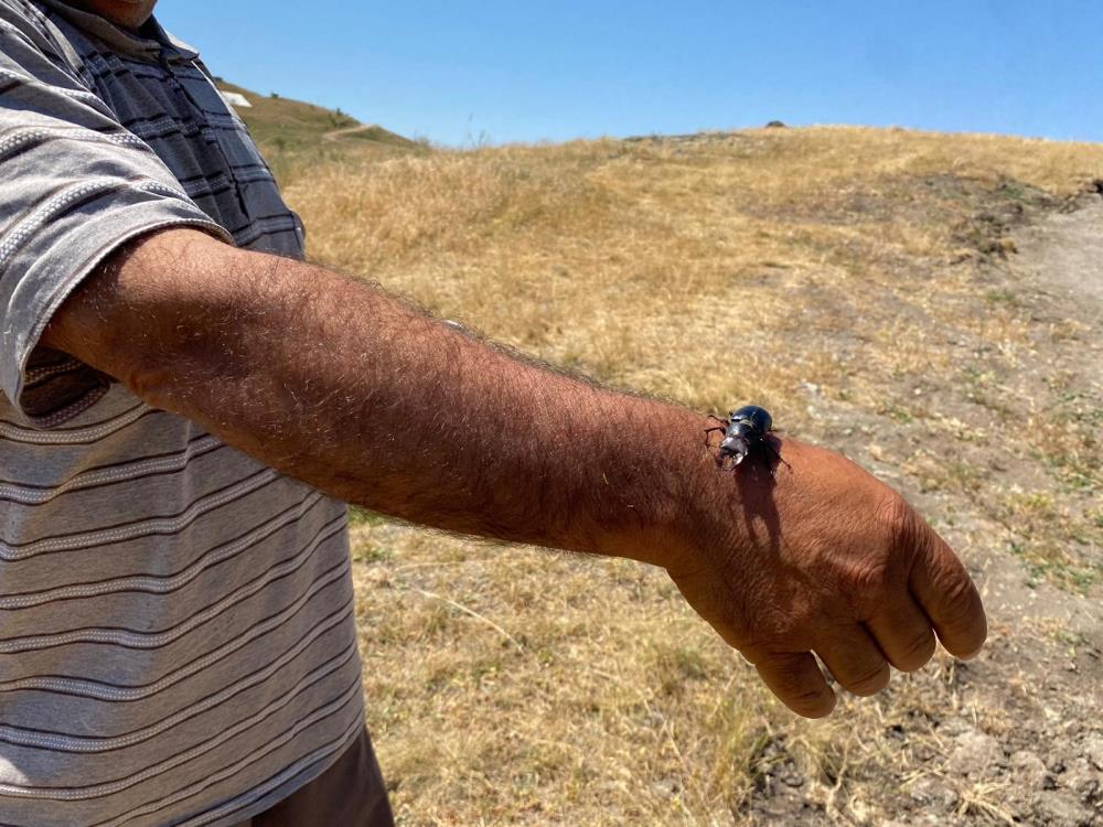 Sivasta Nadir Bulunan Bir Bocek Goruldu Oldurmenin Cezasi 557 Bin Tl