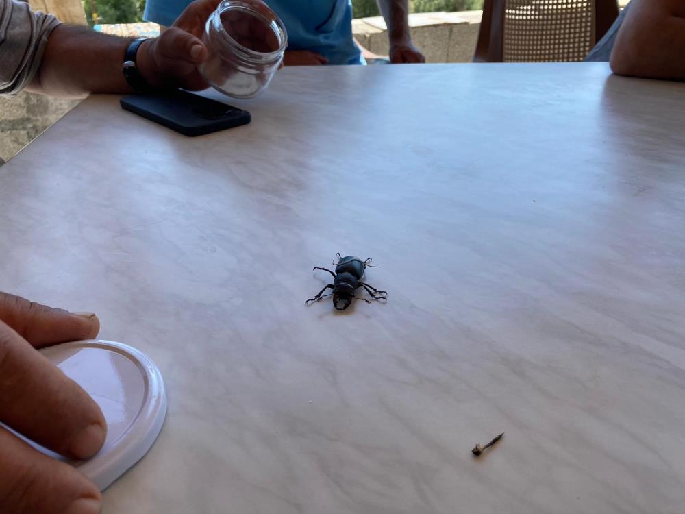 Sivasta Nadir Bulunan Bir Bocek Goruldu Oldurmenin Cezasi 557 Bin Tl1