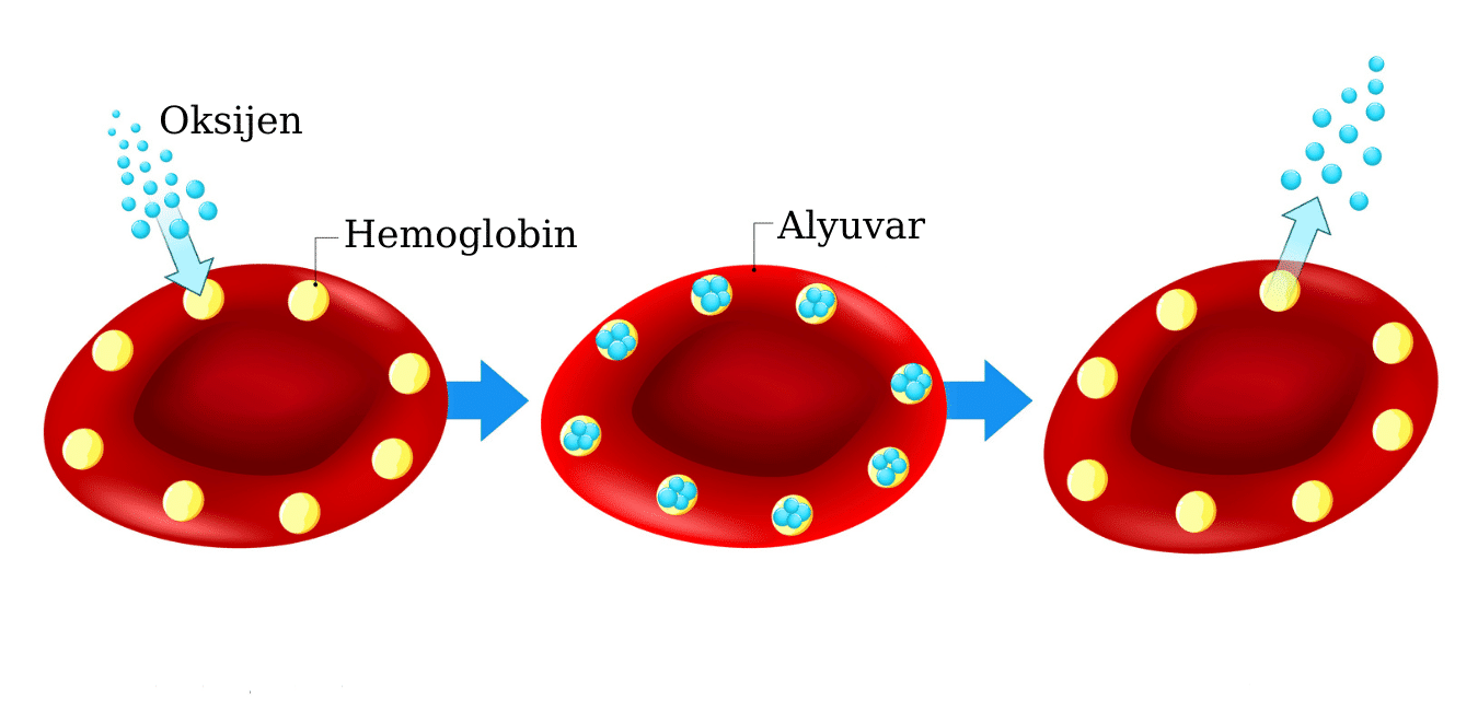 Alyuvar Nedir 1
