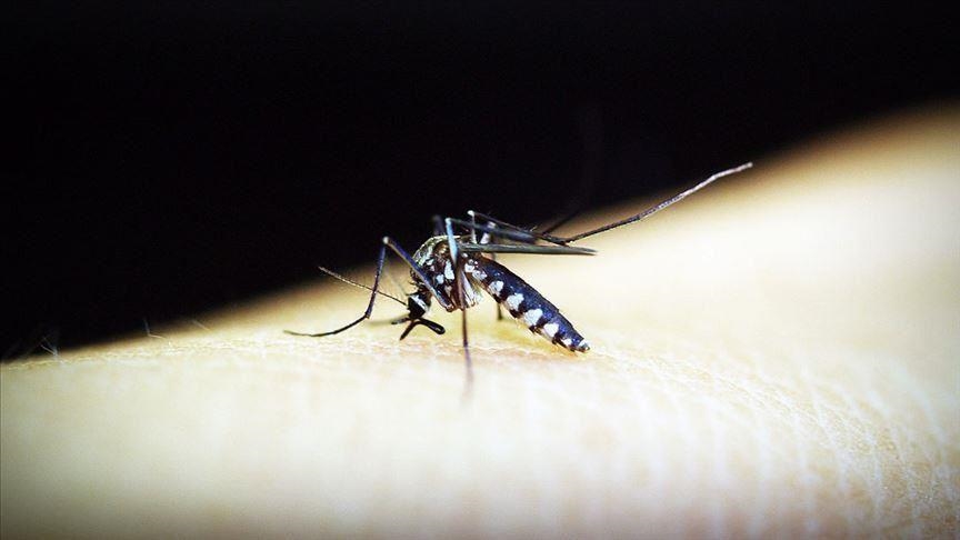 Chikungunya Virüsü Kontrolden Çıkıyor 16 Ülkeye Yayıldı2