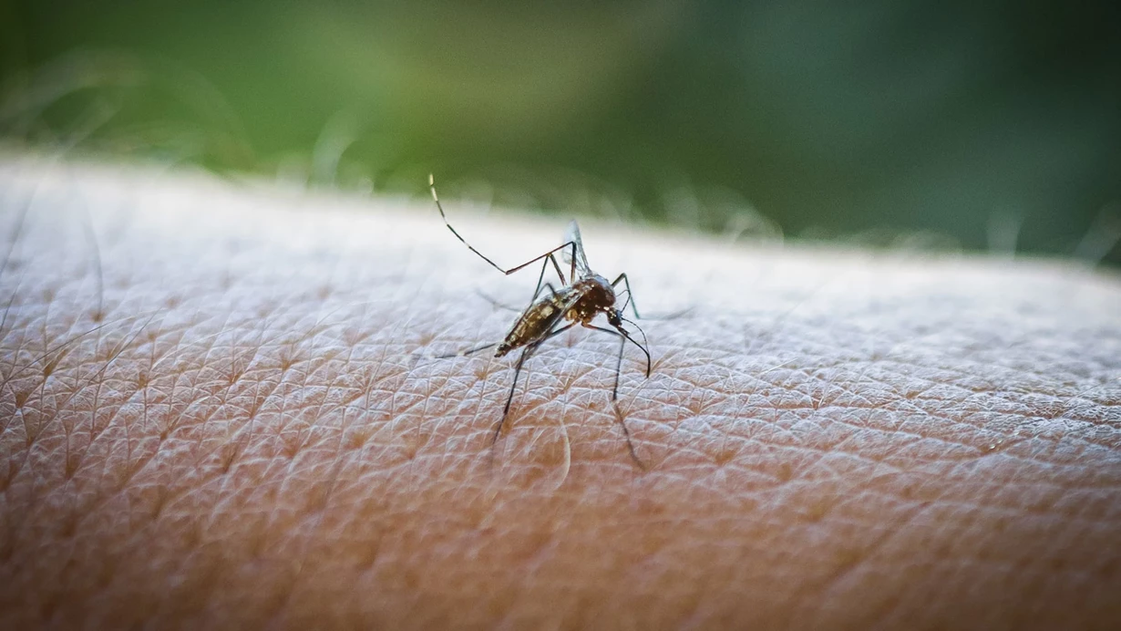 Chikungunya Virüsü Kontrolden Çıkıyor 16 Ülkeye Yayıldı3