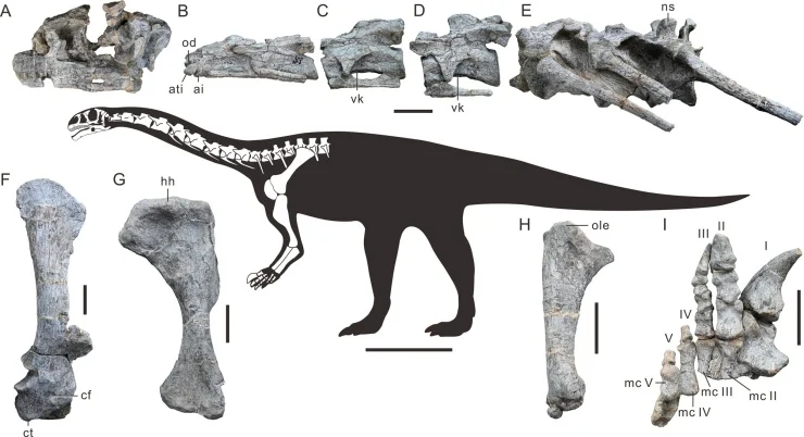 Dinozor Fosili
