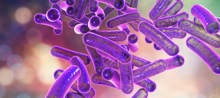 Dizanteri Neden Olur