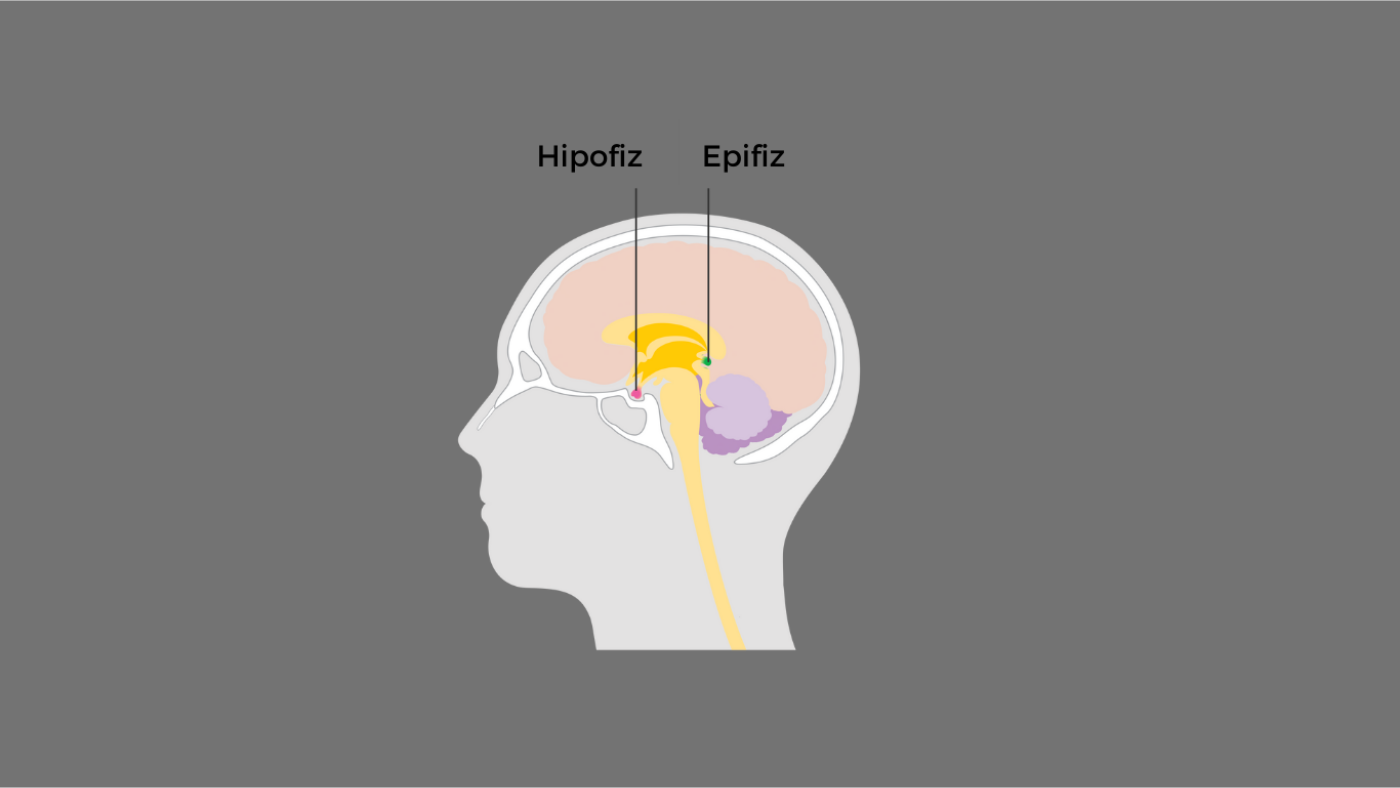 Epifiz Bezi Nedir 2