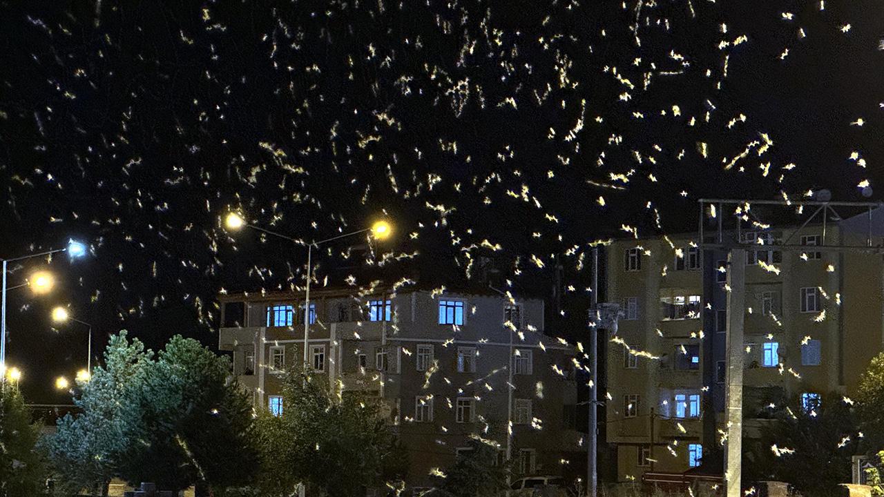 Eşsiz Gösteri Sineklerin Ölüm Dansı Görenleri Şaşırttı