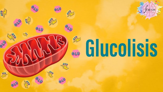 Glikoliz Nedir 4