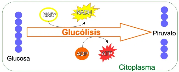 Glikoliz Nedir 6