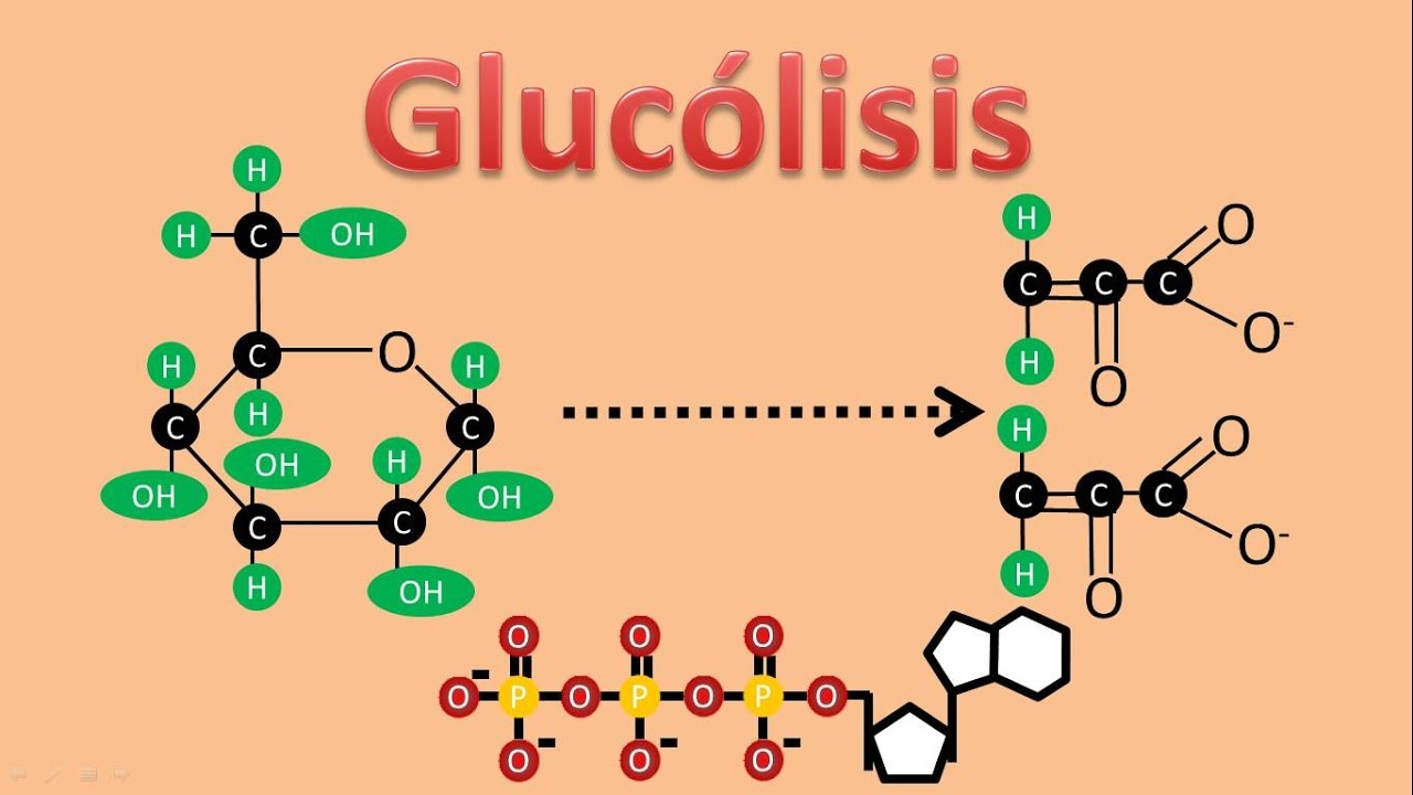Glikoliz Nedir 7