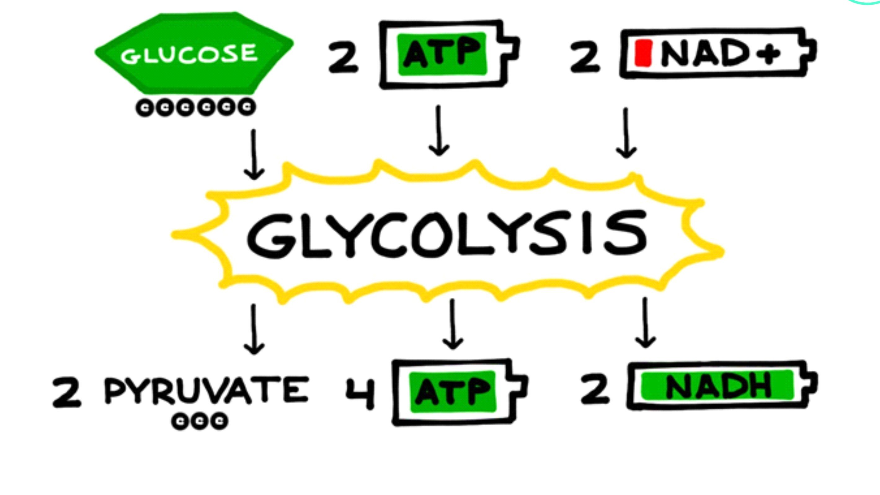 Glikoliz Nedir