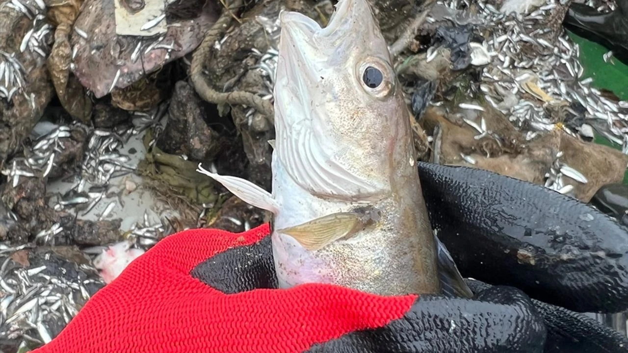 Hamside Yok, Kalkanda Var Karadeniz Balığında Plastik Alarmı