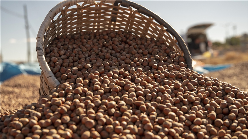 Karadeniz’den Dünyaya Fındık Ihracatı Rekor Kırdı!1