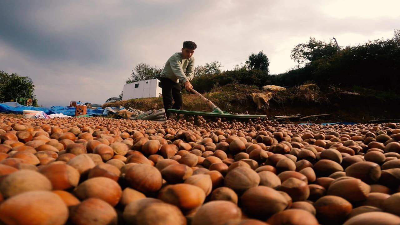 Karadeniz’den Dünyaya Fındık Ihracatı Rekor Kırdı!2