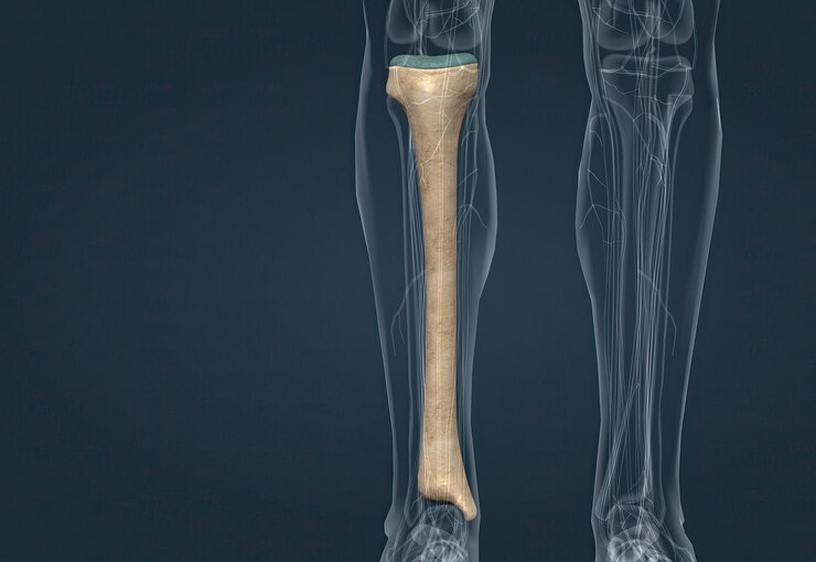 Kaval Kemiği Nedir 1