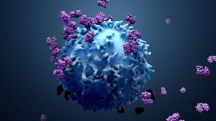 Lym Yüksekliği Nedir 2