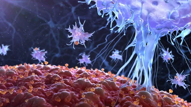 Lym Yüksekliği Nedir 3