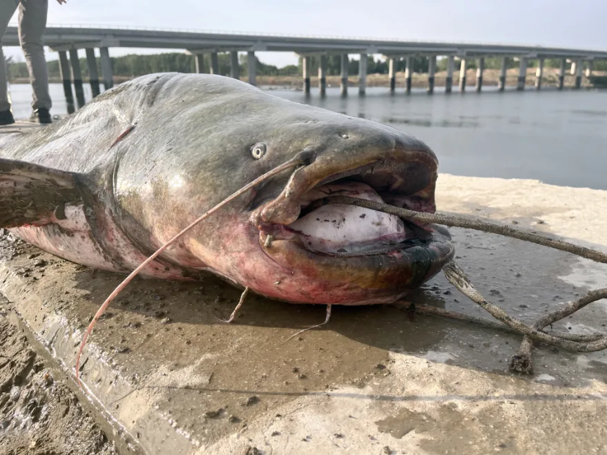 Meriç Nehri’nden Şaşırtan Görüntü 2,5 Metrelik Balık Yakalandı