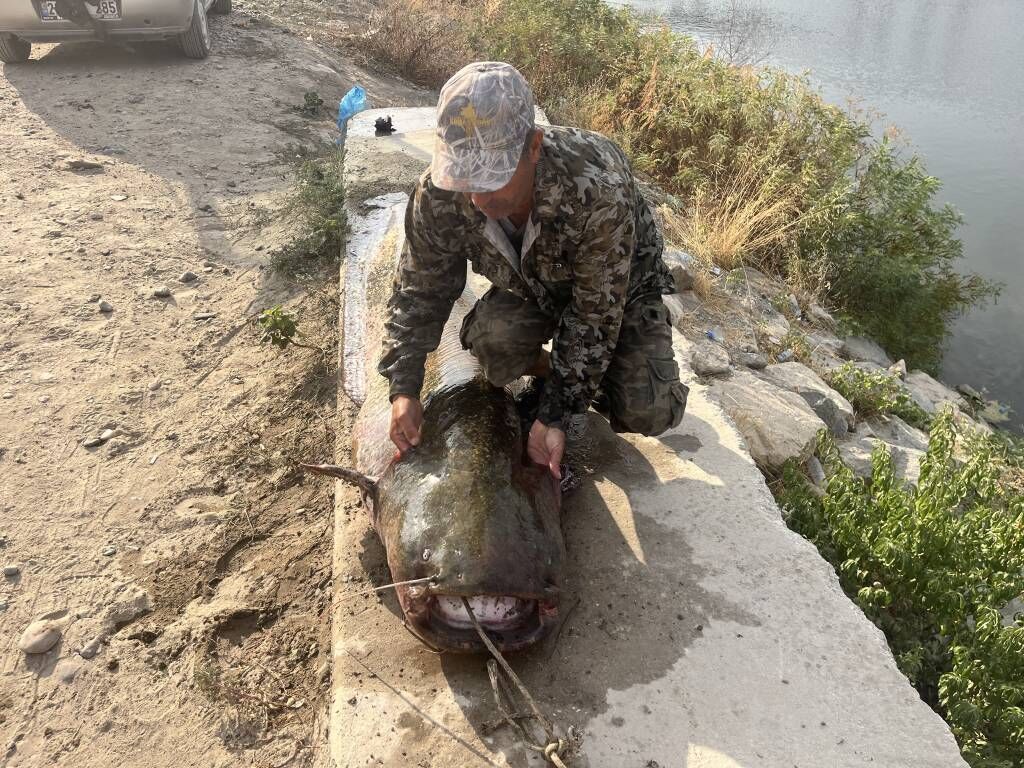 Meriç Nehri’nden Şaşırtan Görüntü 2,5 Metrelik Balık Yakalandı3