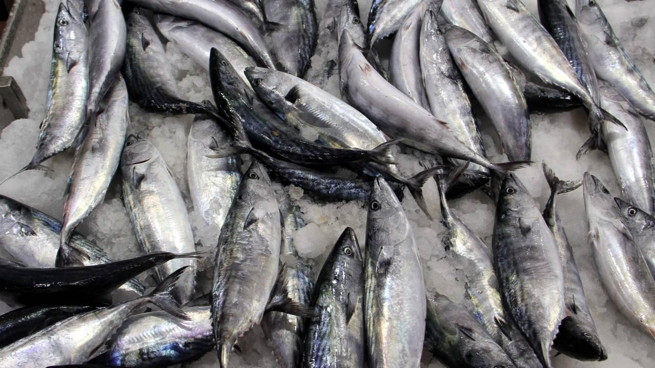 Sezonun Ilk Palamudu Yakalandı Balık Fiyatları Cep Yakabilir1