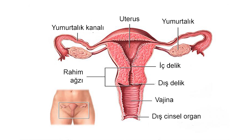 Uterus Anatomisi Nedir