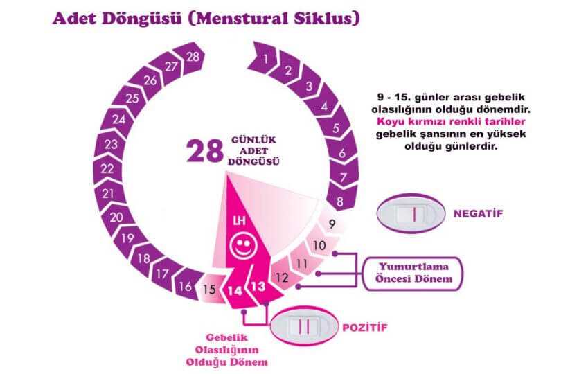 Yumurtlama Dönemi 1