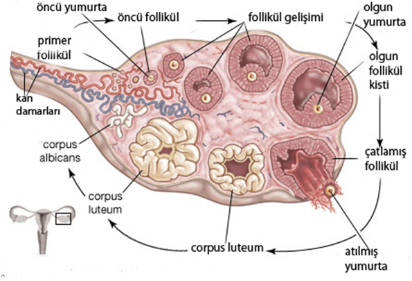Yumurtlama Dönemi 2