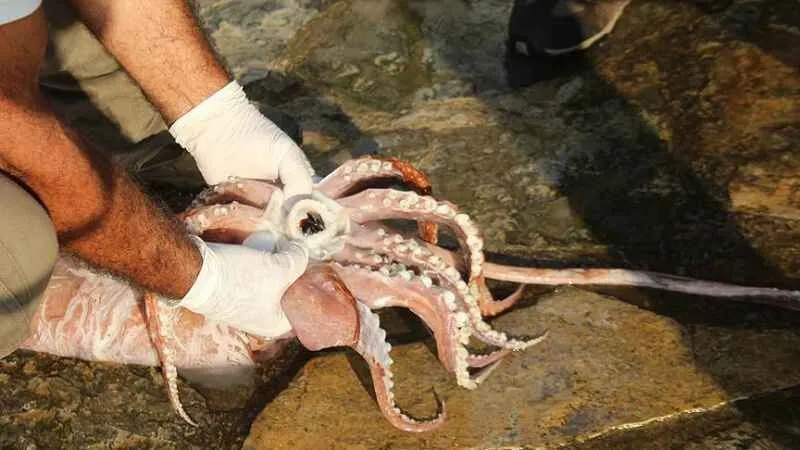 Kalamar Nedir, Nasıl Pişirilir, Faydaları Ve Zararları