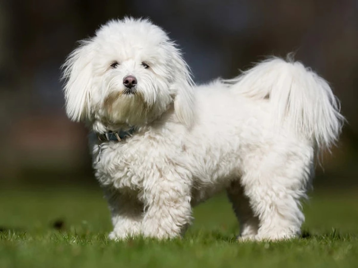 Köpek-2