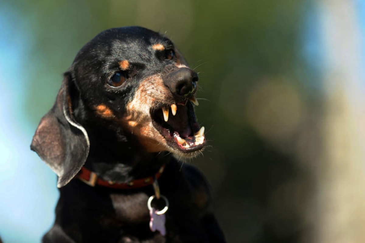 Küçük Köpek Irkı 2