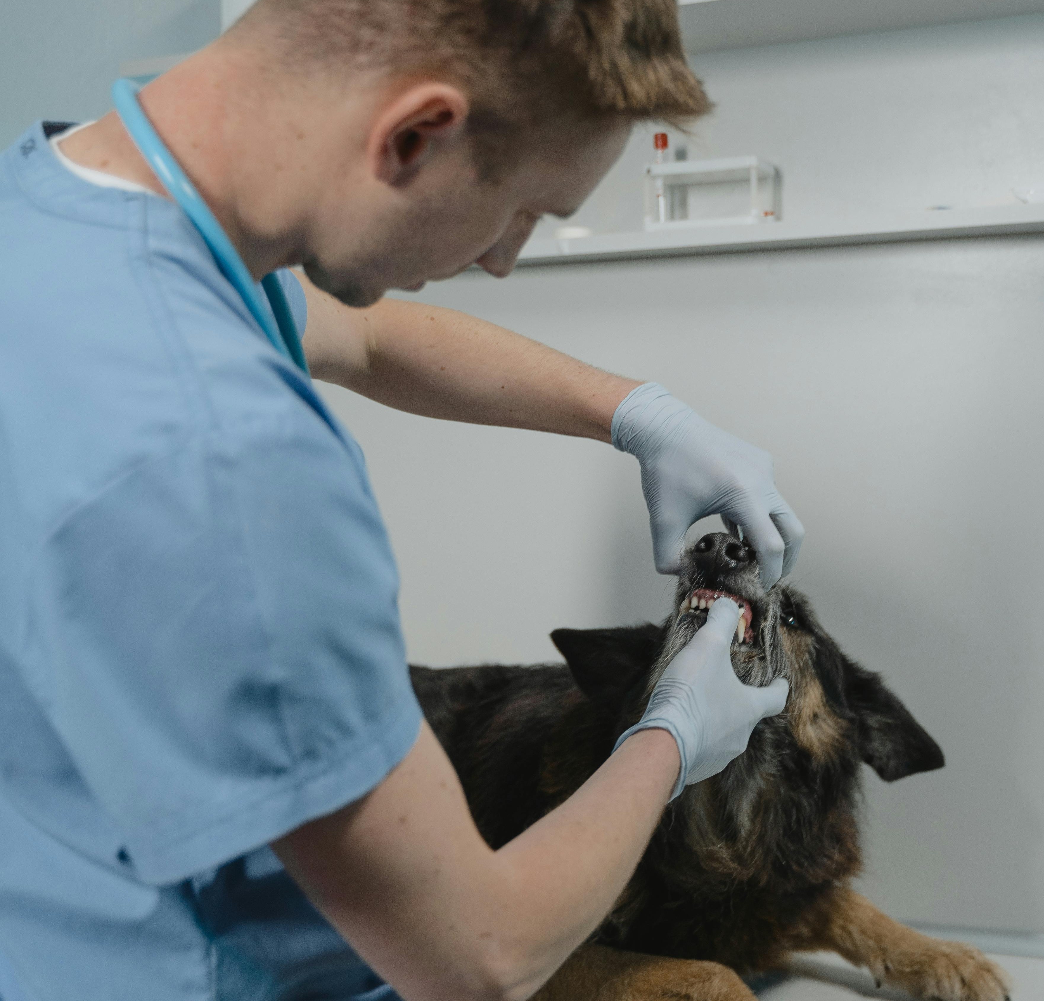 Sokak Hayvanlarına Yönelik Uygulamalar! Bir Veterinerin Gözünden Çözüm Önerileri