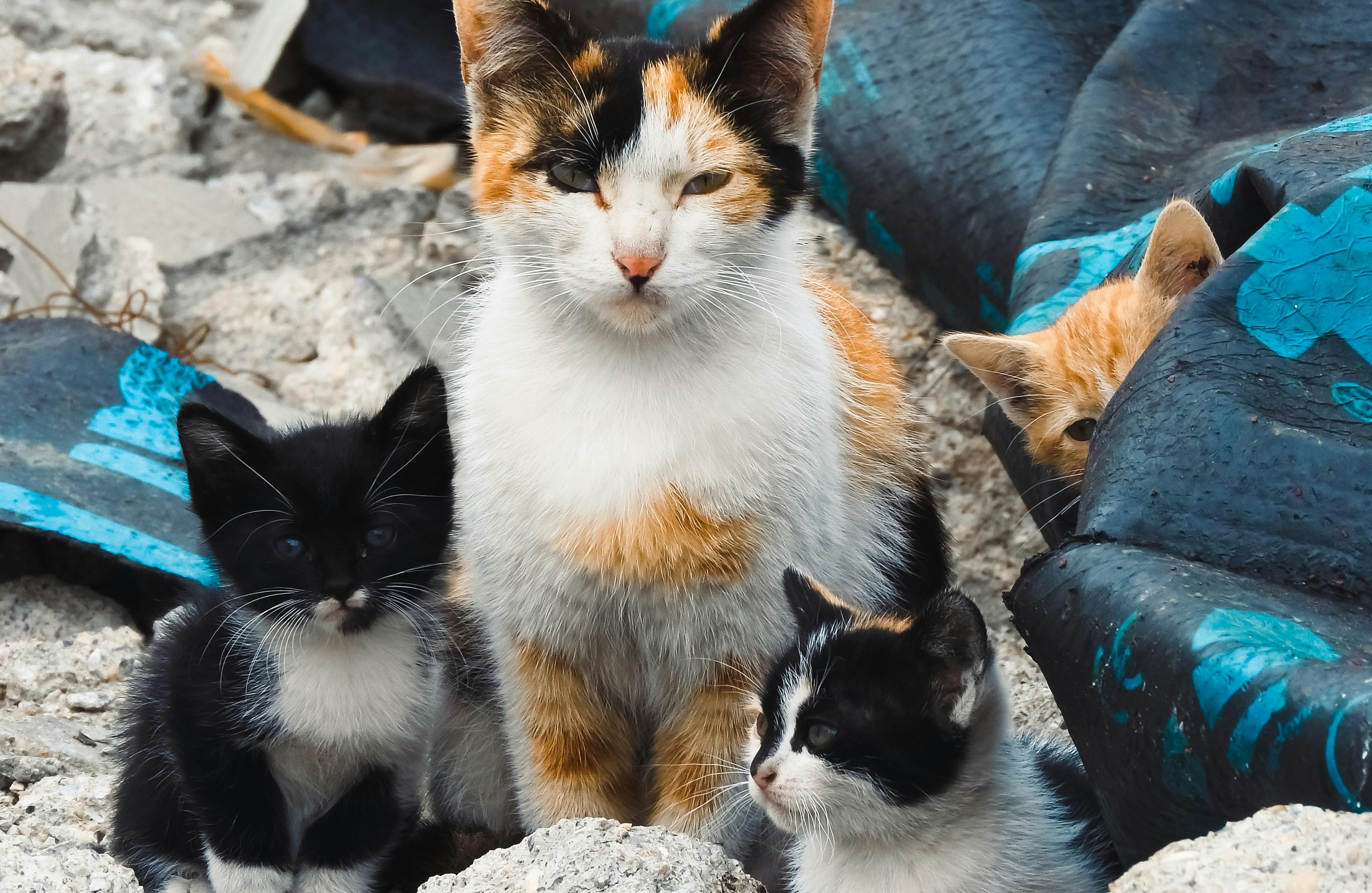 Sokak Hayvanlarına Yönelik Uygulamalar! Bir Veterinerin Gözünden Çözüm Önerileri1