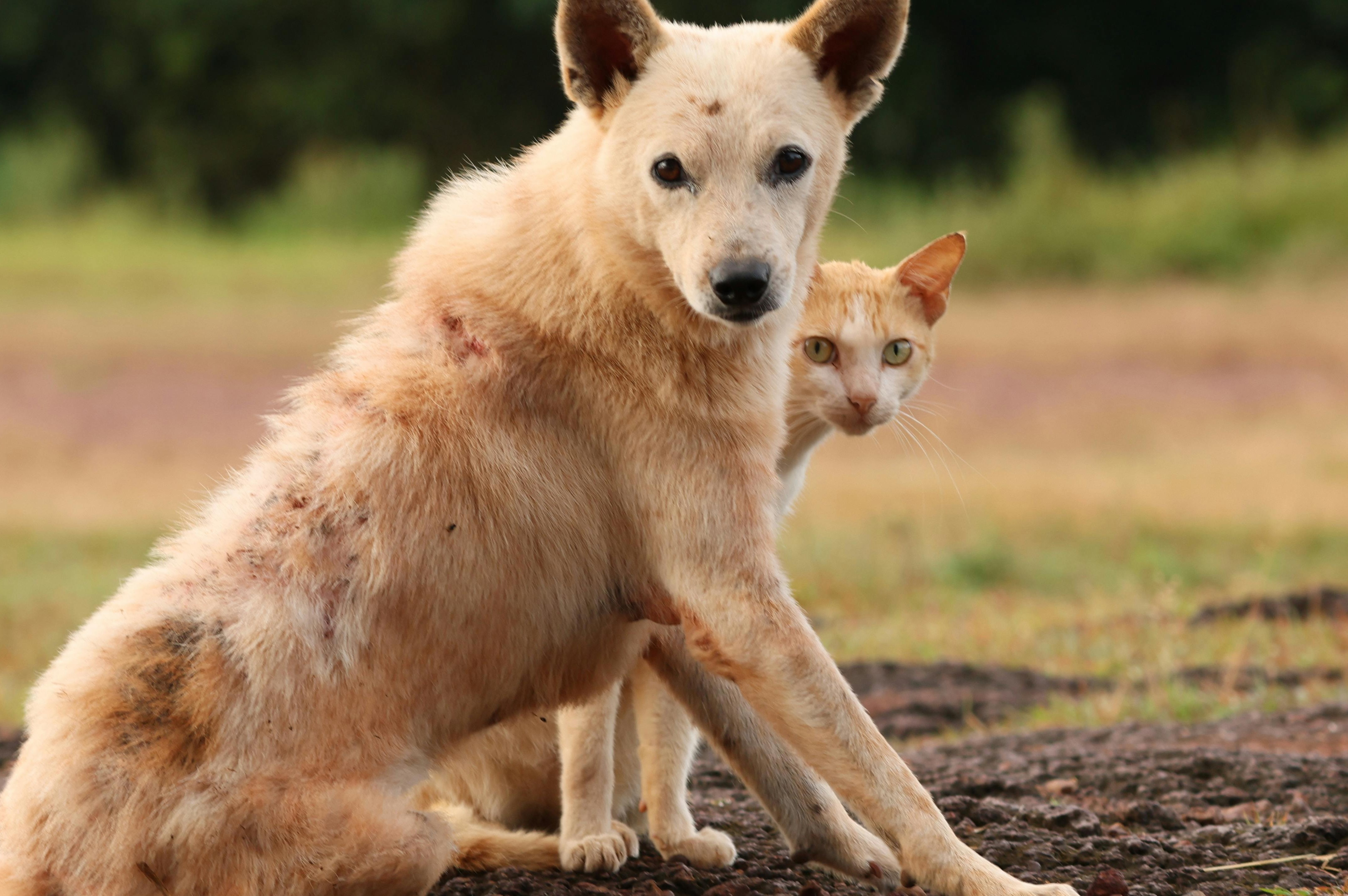 Sokak Hayvanlarına Yönelik Uygulamalar! Bir Veterinerin Gözünden Çözüm Önerileri2
