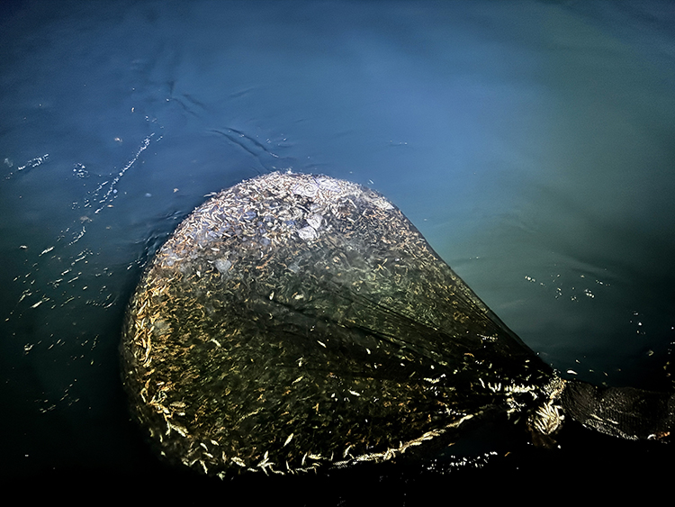 Vira Bismillah! Balıkçılar Denize Açıldı6