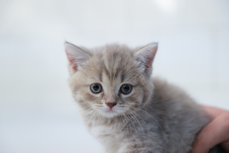 2022 Mayis A A 27864991-2