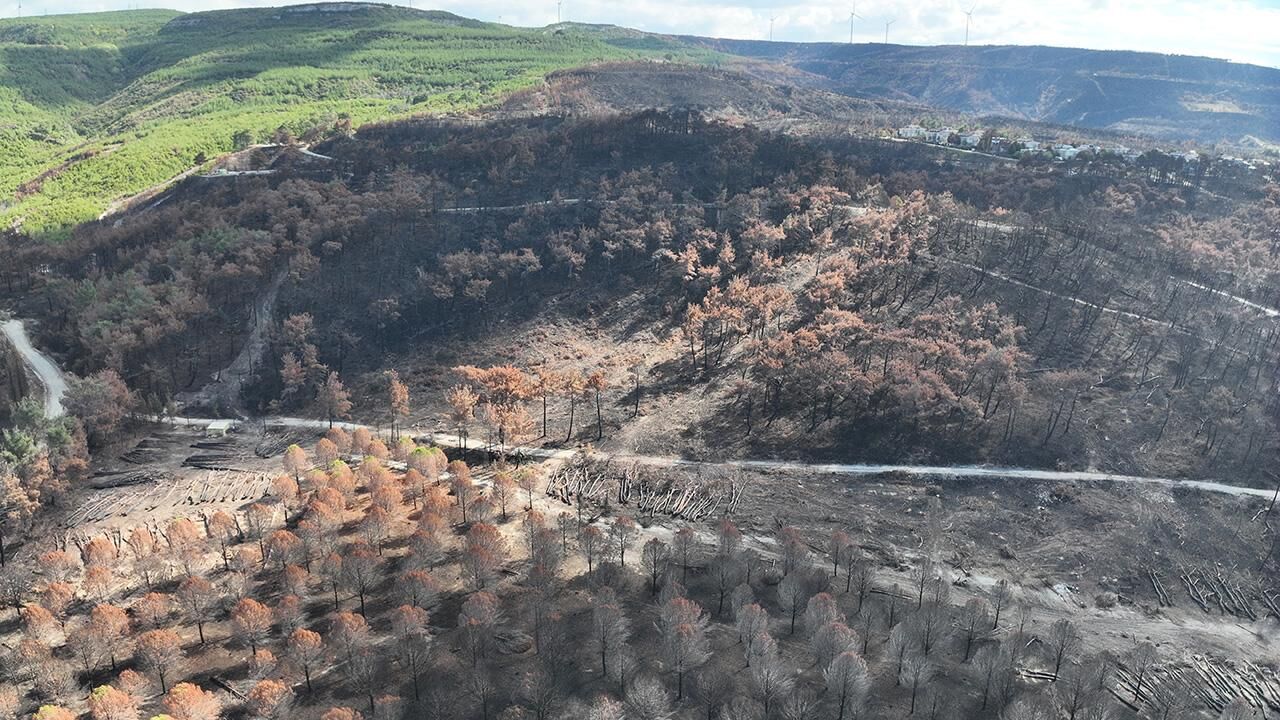 Çanakkale Orman