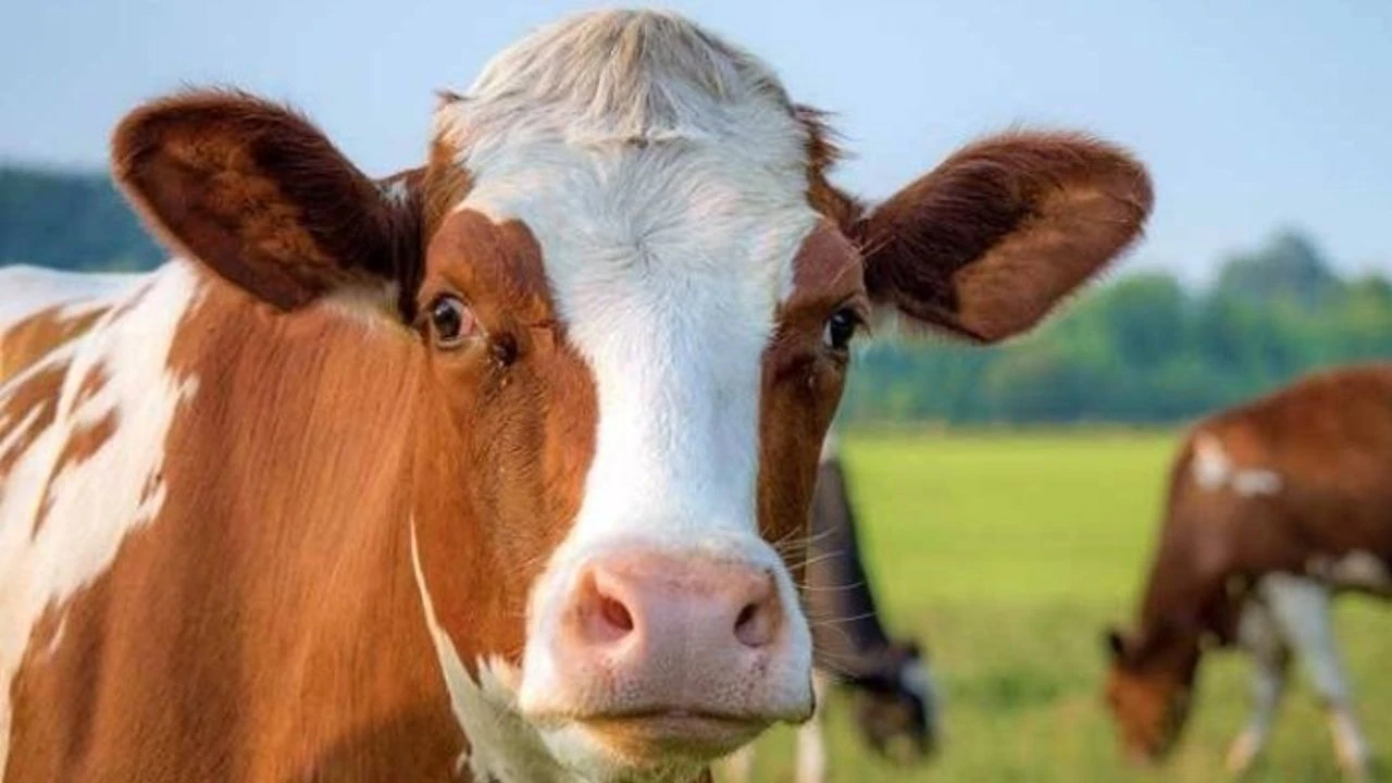 Deli Dana Hastalığı Nedir 3