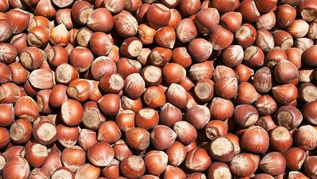 Fındık Ne Kadar Oldu 30 Ekim 2025 Fiyatı Ne Kadar, Güncel Rakamlar Kaç Tl 3