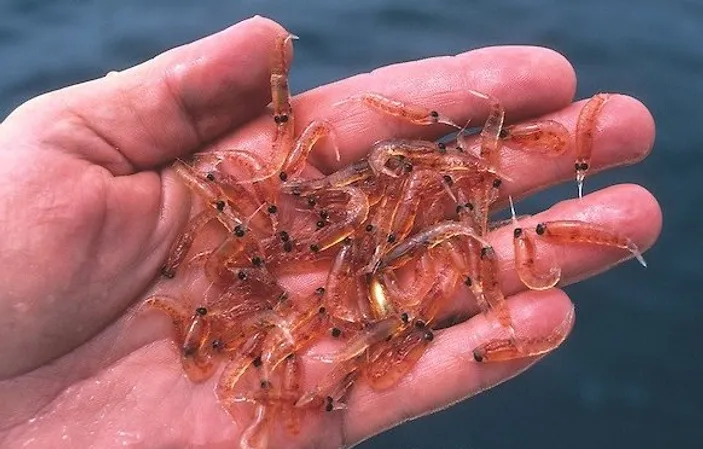 Plankton Nedir, Ne Işe Yarar Zararlı Mı, Özelliği Ne1