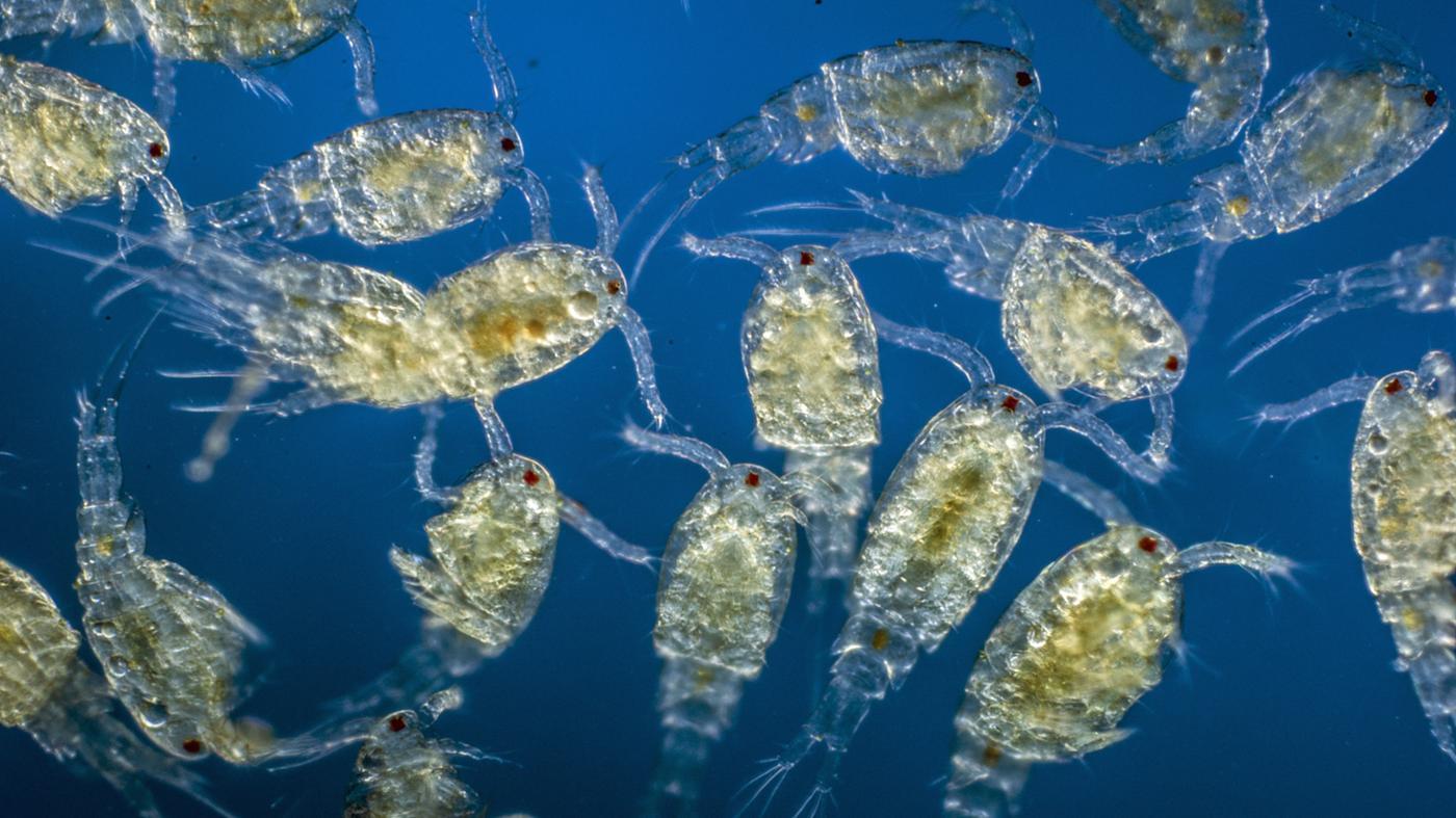 Plankton Nedir, Ne Işe Yarar Zararlı Mı, Özelliği Ne2